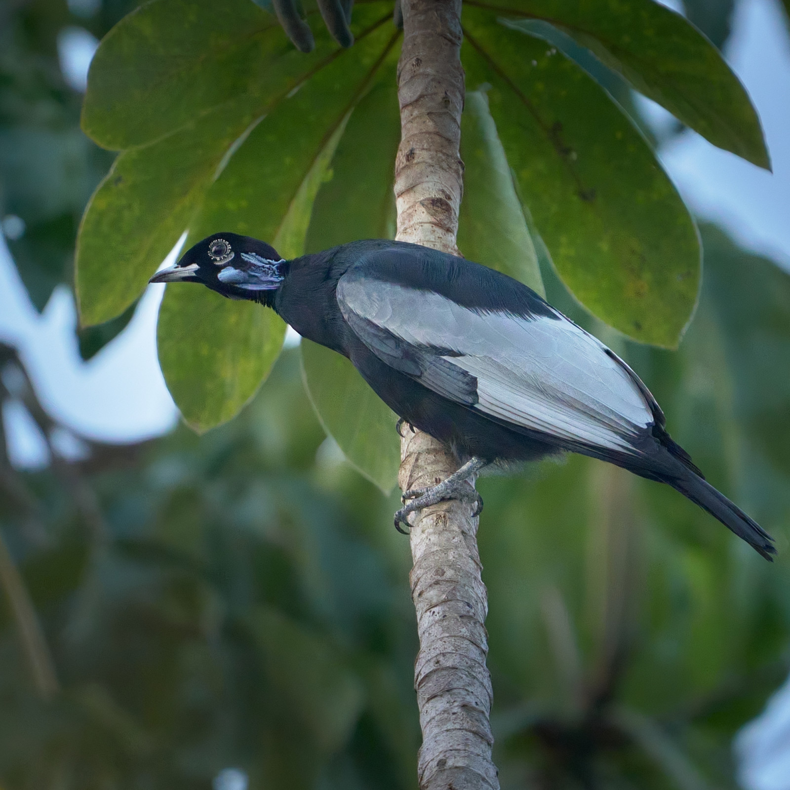 image Bare-necked Fruitcrow